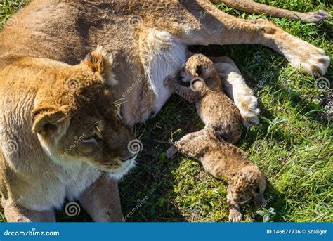 Lioness Feeds Its Cubs In Safari Park Stock Photo Image Of Southern