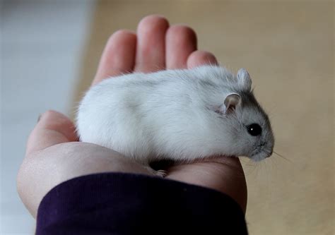 Winter White And Campbell Dwarf Hamsters How Do You Tell Them Apart
