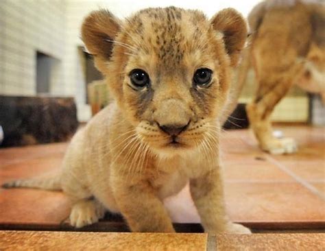 Cute Baby Lion Pictures Photos And Images For Facebook Tumblr