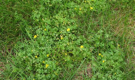 In fact, when you consider flower heads with several fingerlike spikes rise from narrow stems. Control options for common Minnesota lawn and landscape ...