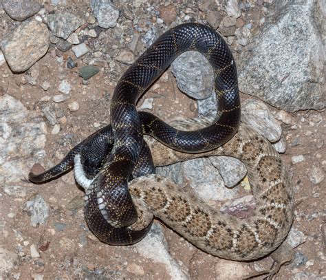 Do King Snakes Kill Rattlesnakes