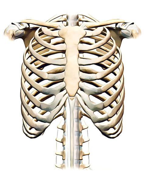 Anatomy Of Body What Under Rib Age External And Internal Intercostals