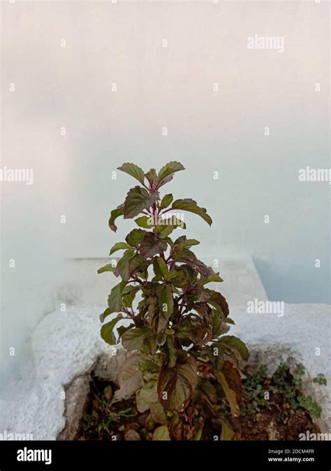 Holy Basil Plant Tulsi Leaves High Resolution Stock Photography And