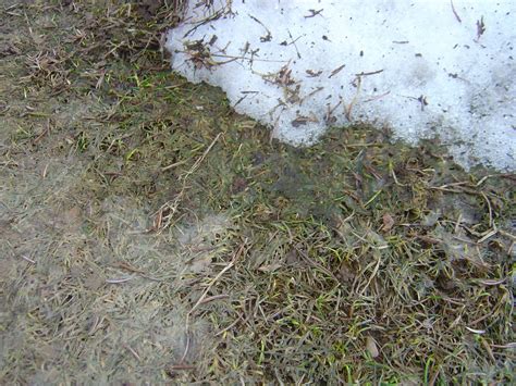 This morning my husband and i discovered a few patches of fuzzy white mold growing in the lawn. CO-Horts: Does Snow Cover Cause Snow Mold in Lawns? Yes ...
