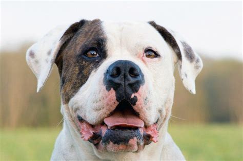 None, there is no such thing as a hypoallergenic dog. Are You A Good Match For The American Bulldog? Find Out Now!