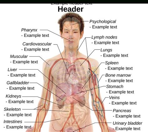 Body Organ Location Picture Koibana Info Human Body Organs Body