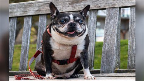 Bu Mourning Death Of Unofficial Mascot Rhett Whose Smile Brought Joy