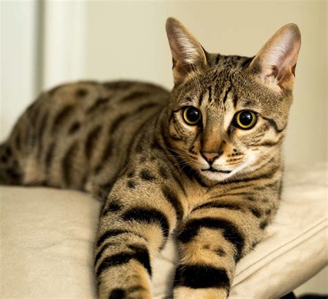 The savannah is a hybrid domestic cat breed. Are Savannah Cats Hypoallergenic? | Select Exotics ...