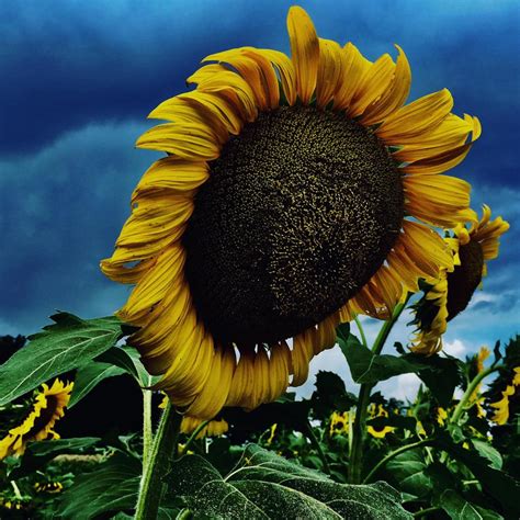 Sunflower In A Storm Landscapephotography