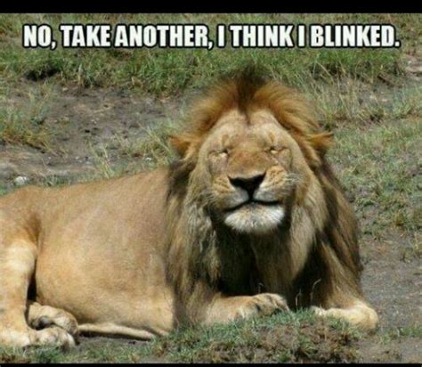 12 Best Lions Images On Pinterest Funny Animals Big Cats And Funny