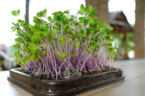 Grow Your Own Microgreens Espoma