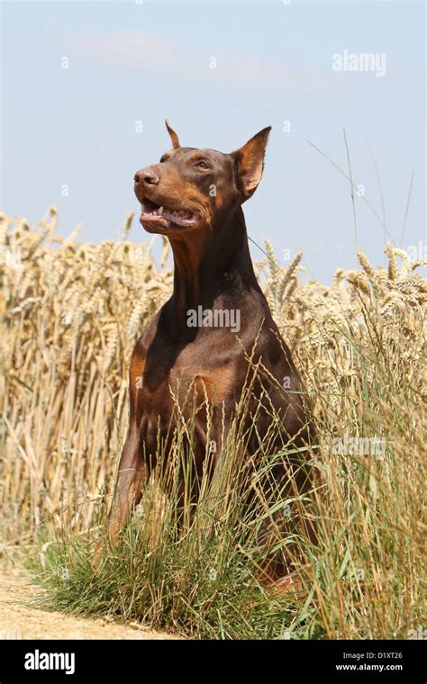 Do Dobermans Need Their Tails Docked