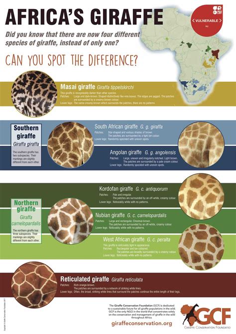 Giraffe Coat Patterns Spot The Difference