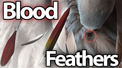 All About Blood Feathers Topics Youtube