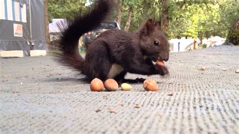 Cute Squirrel Is Eating Hazelnut Youtube