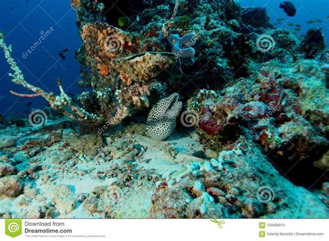 Coral Life Underwater Diving Safari Caribbean Sea Stock