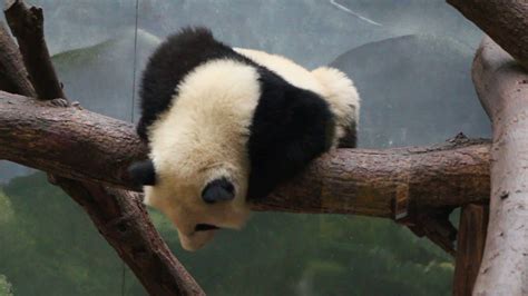 Panda Pooping From Tree At The Atlanta Zoo Youtube