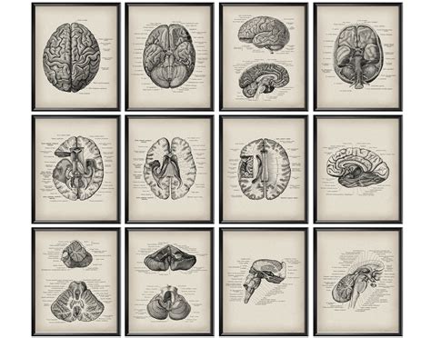 12 Anatomía Del Cerebro Póster Anatomía Vintage Arte Etsy España
