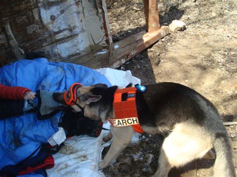 Are there south lake tahoe cabins with pools? German Shepherd Search & Rescue Dog Association Illinois ...