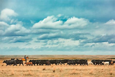 Agriculture Photography By Todd Klassy Photography Cowboys Photos