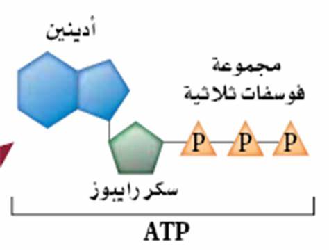 كم ATP ينتج من تحلل جزئ جلوكوز؟