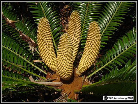 Cycad Photos Jurassic Park Plants