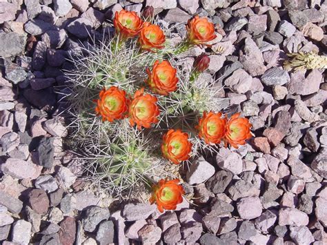 Tucson Daily Happenings The Beauty Of The Sonoran Desert