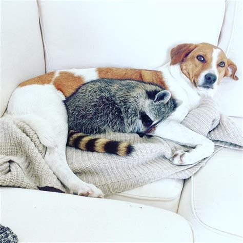 From Instagram 30 Images Of Inspiration Pet Raccoon