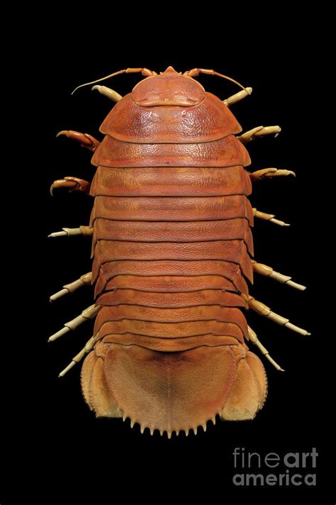 Giant Isopod Specimen Photograph By Pascal Goetgheluck Science Photo Library Pixels