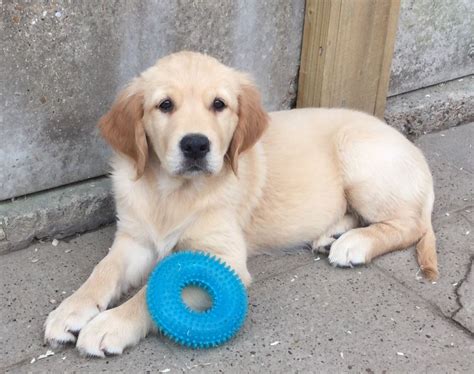 Golden retrievers were bred for retrieving shot waterfowl during hunting parties, and as such their mouths are incredibly gentle. Pedigree Golden Retriever puppies for sale | Sittingbourne ...