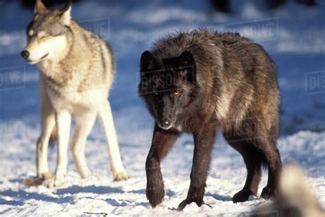 Gray Wolf And Black Wolf In The Foothills Of Takshanuk Mountains Se
