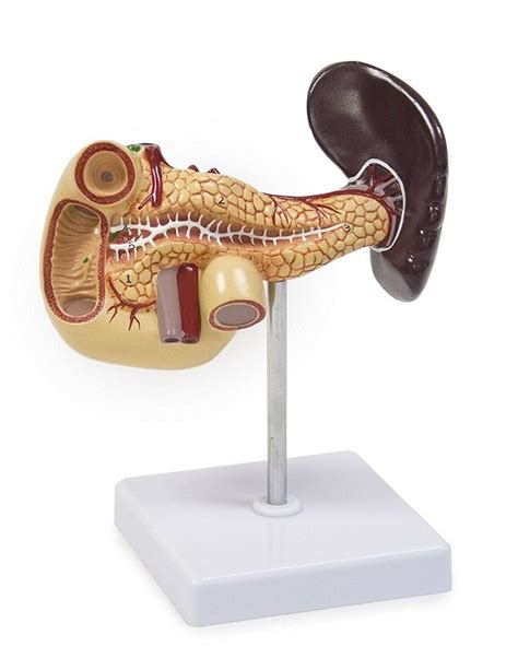 Kki Model Of Spleen Pancreas And Duodenum Model For Medical Size