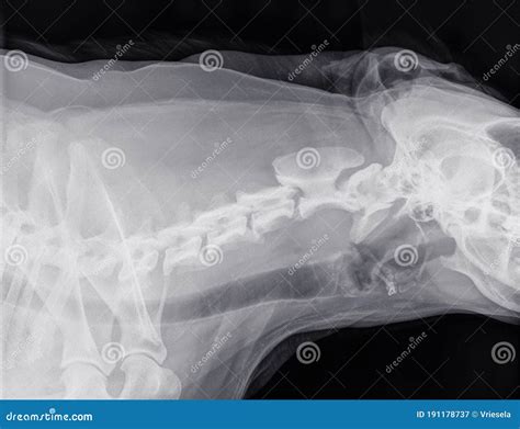 X Ray Of The Side Of The Neck Of A Dog With Normal Cervical Vertebrae