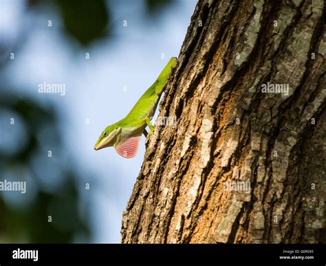 A Tailless Green Anole Anolis Carolinensis Showing Off His Colorful