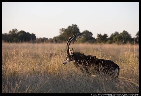 Photograph By Philip Greenspun Sable Antelope 10