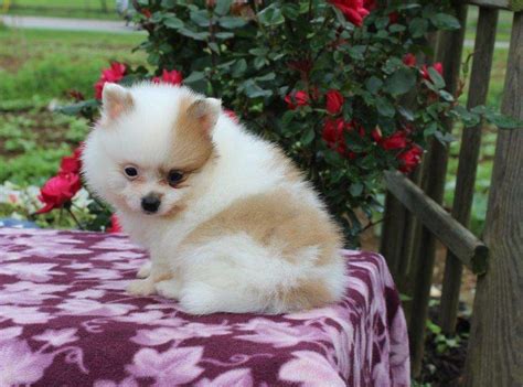 High to low nearest first. Pomeranian Puppies For Sale | Dallas, TX #268351 | Petzlover
