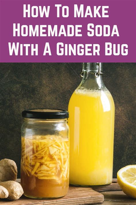 How To Make Homemade Soda With A Ginger Bug Ginger Bug Homemade Soda