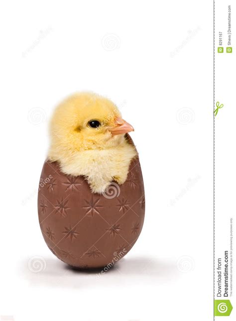 Cute Easter Chick Royalty Free Stock Photography Image