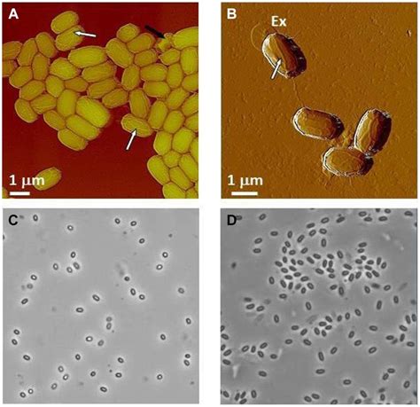 Characterization Of Bacillus Spores Ab Afm Images Of Native