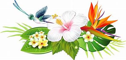 Hibiscus Clipart Flower Lei Hawaiian Dibujos Pared