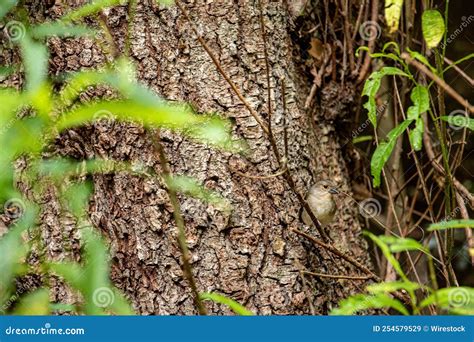 Close Up View Of A Tree Bark Surrounded By Green Trees Stock Image