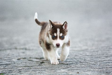 Thus, i believe that i'm much safer with a furry friend than a human. Siberian Husky Puppies - DogTime