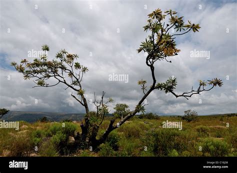 Protea Tree Growing In Drakensberg Mountains Stock Photo Alamy