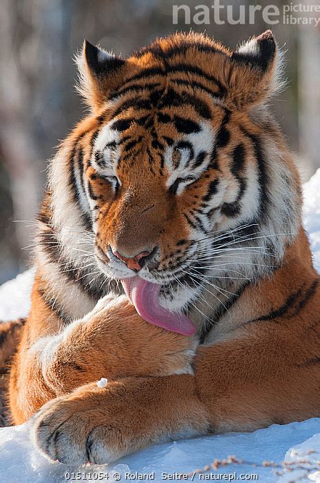 Nature Picture Library Amur Tiger Panthera Tigris Altaica Grooming