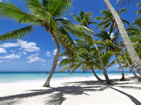 Tropical Paradise Beach Palms Sea Ocean Sunshine Summer Vacation Palm Tropics Sand Hd Wallpaper