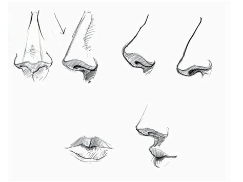 How To Draw A Nose For Beginners With These Tutorials That Will Help You