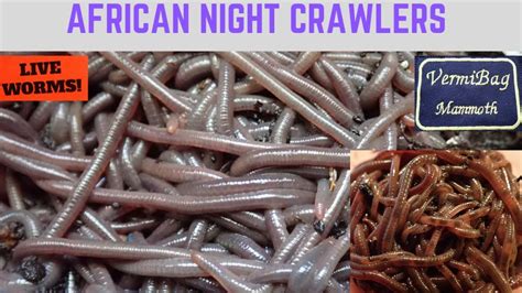 African Night Crawlers 8 22 19 Youtube