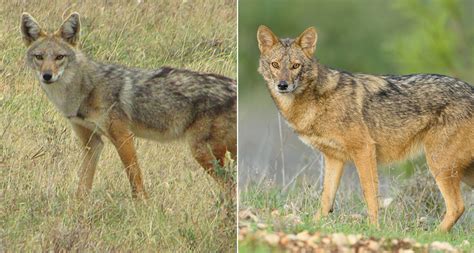 Wolves In Jackals Clothing Science News