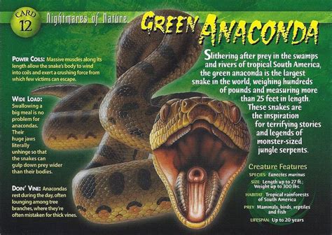 Green Anaconda Wierd Nwild Creatures Wiki Fandom Powered By Wikia