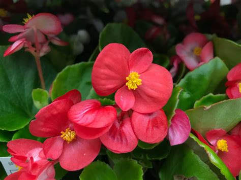 Begonia Plant Care Growing Tips Horticulture Co Uk